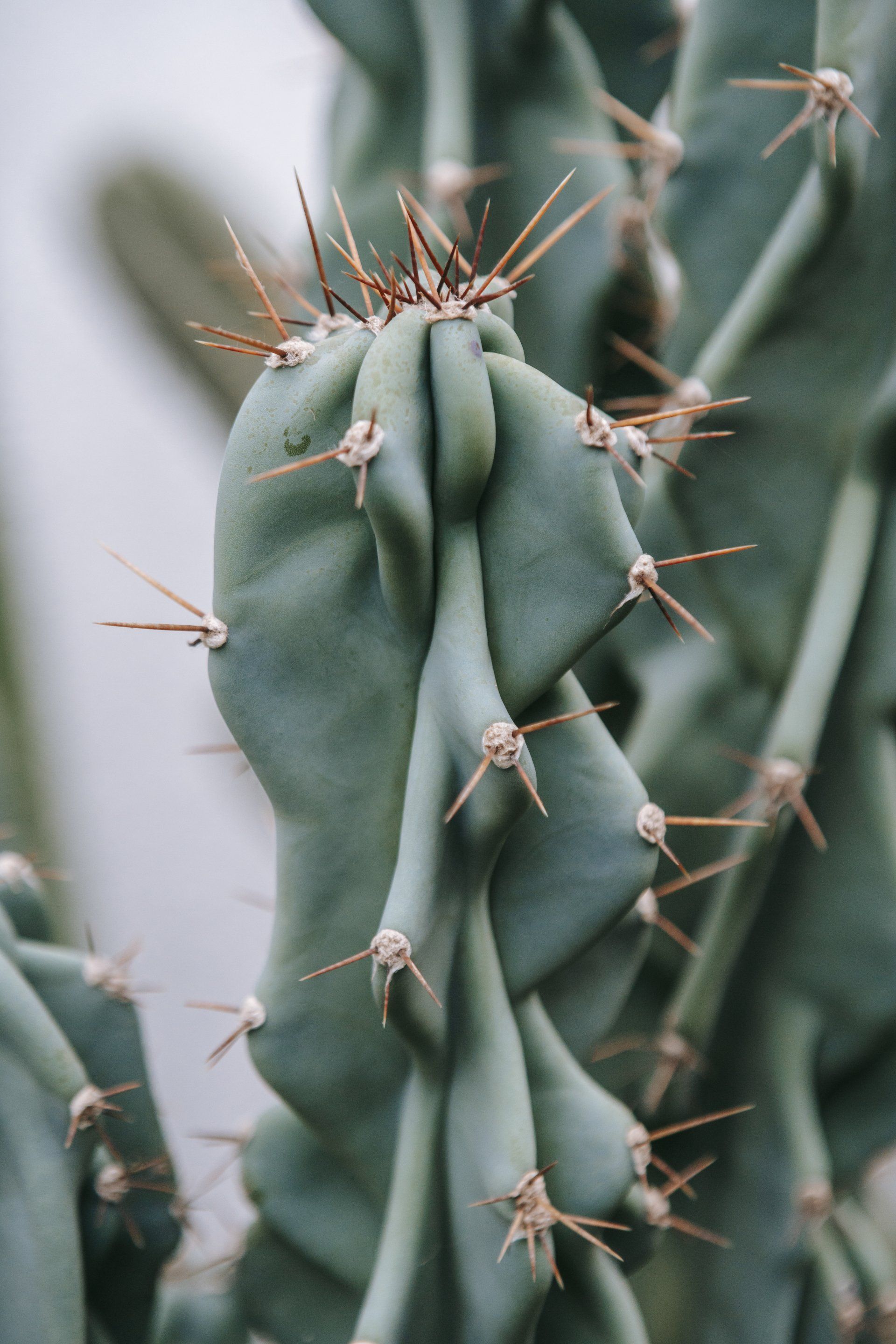Green, ridged cactus with sharp, brown spines.