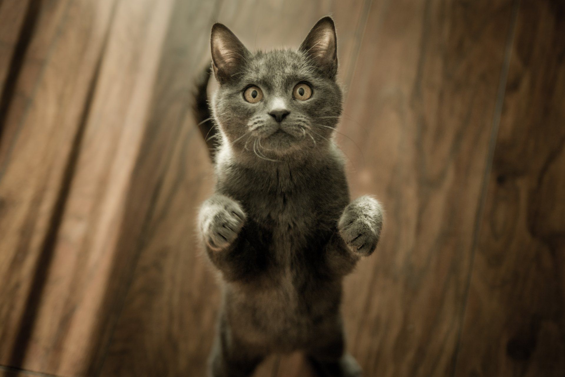 Gray cat standing on hind legs, looking up with wide eyes on a wooden floor.
