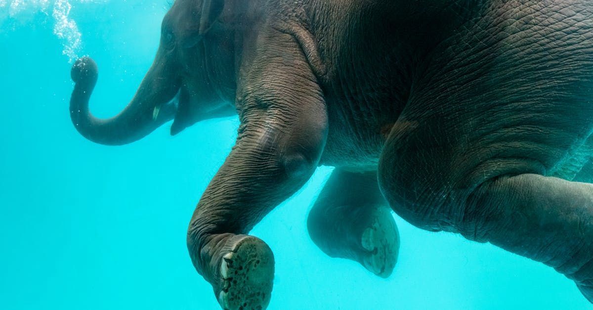 Elephant swimming underwater in turquoise water, using its trunk to breathe.