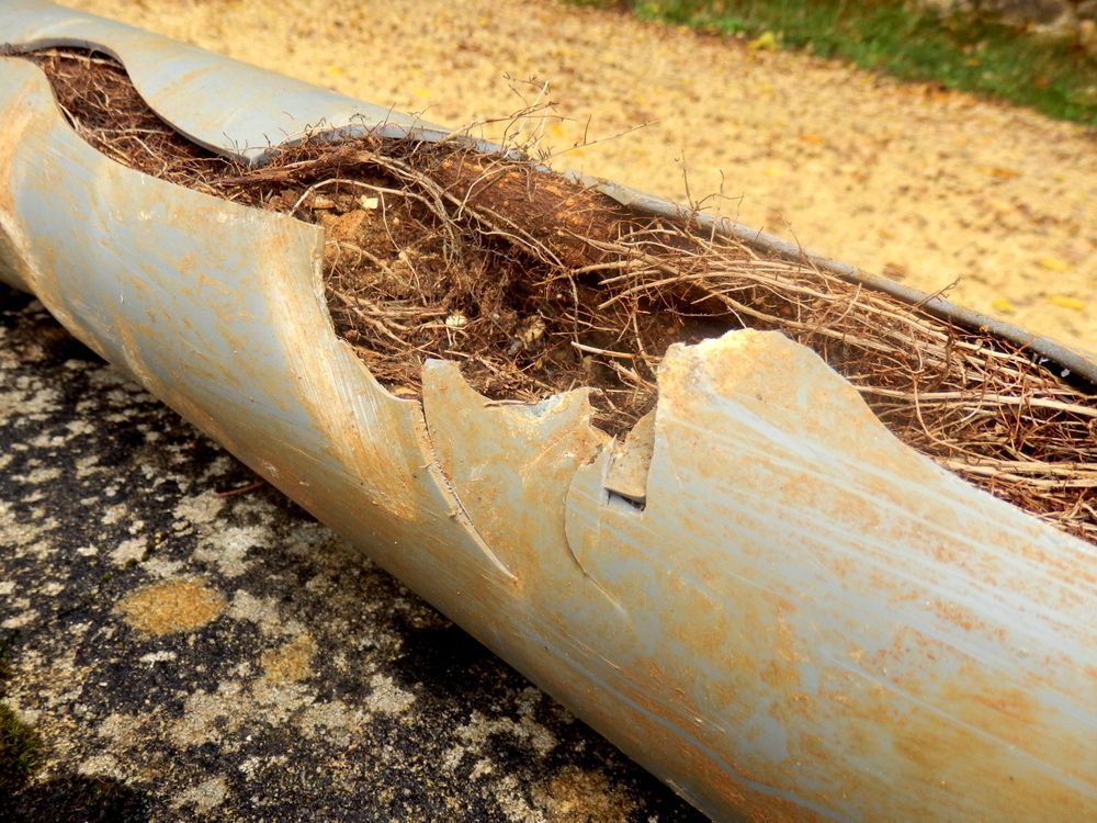 tree root blocking drains