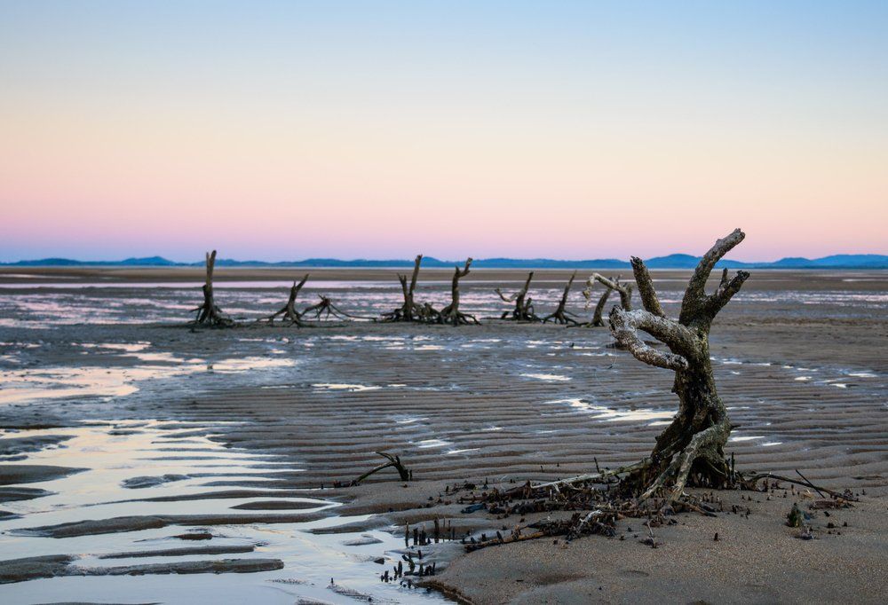 Mangrove Tree Roots on Low Tide at Mackay Beach — Total Sealing Works Whitsundays in Airlie Beach, QLD