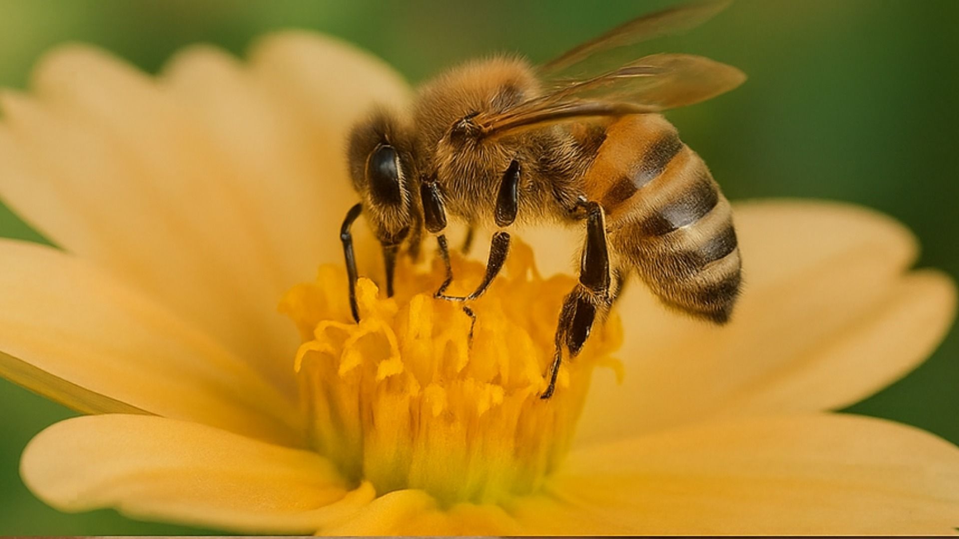 Abeja sobre una flor amarilla, extrayendo néctar con su probóscide.
