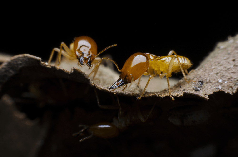Get-Rid-Of-Termites