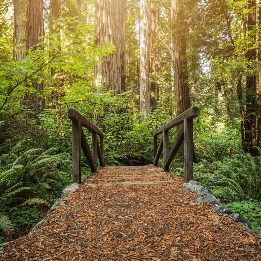 A wooden bridge in the middle of a forest.