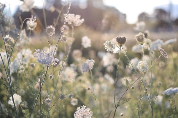 There are many different types of flowers in this field.