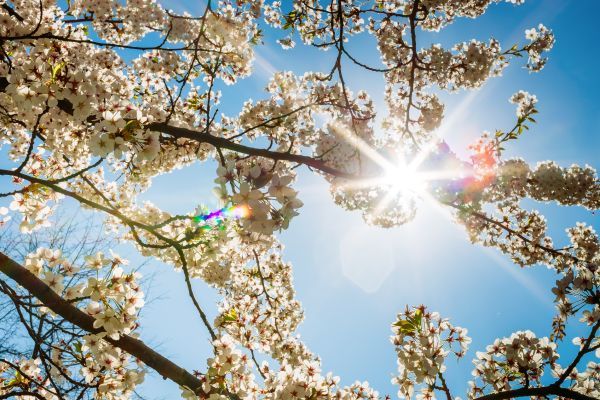 The sun is shining through the branches of a cherry blossom tree.