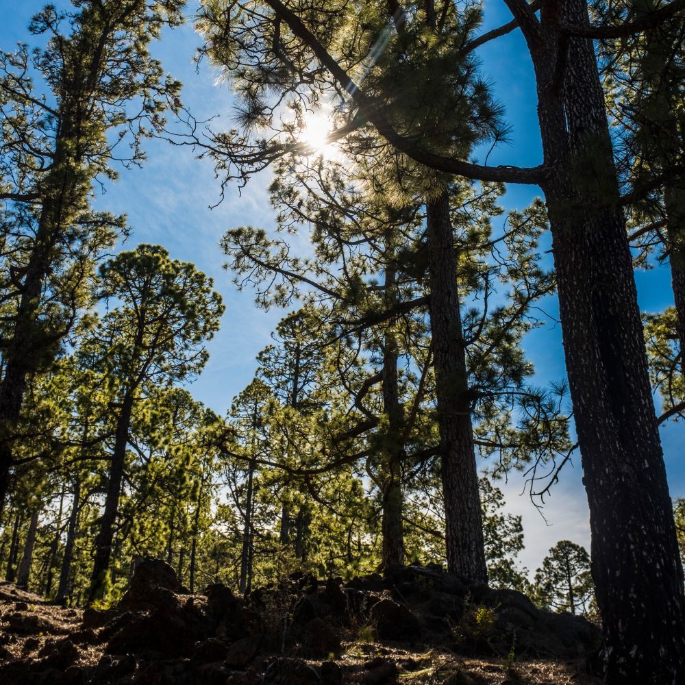 The sun is shining through the trees in the forest