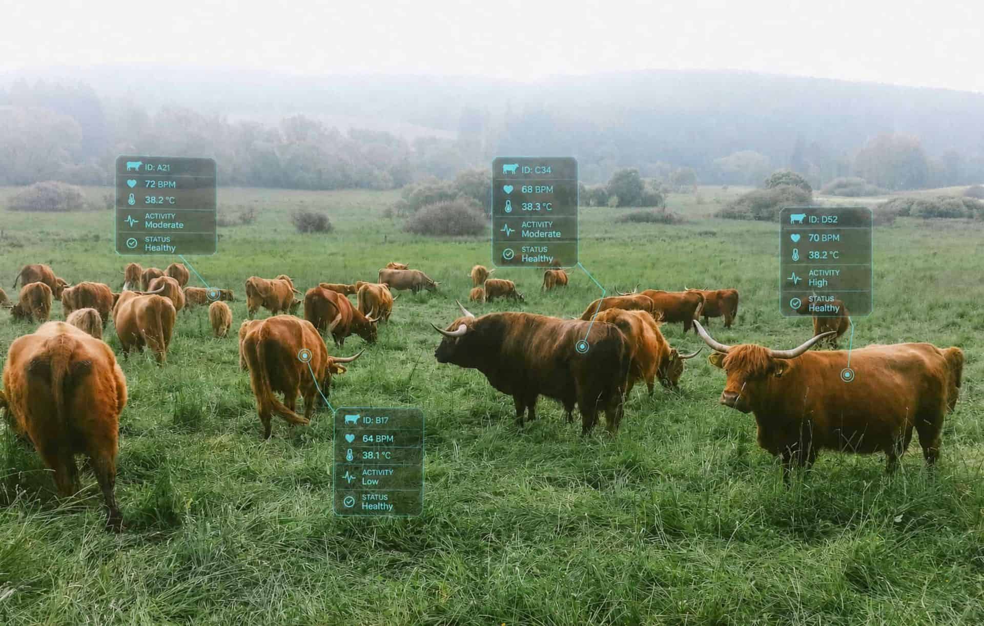 A herd of cattle in a field with biometric data demonstrating herd health.