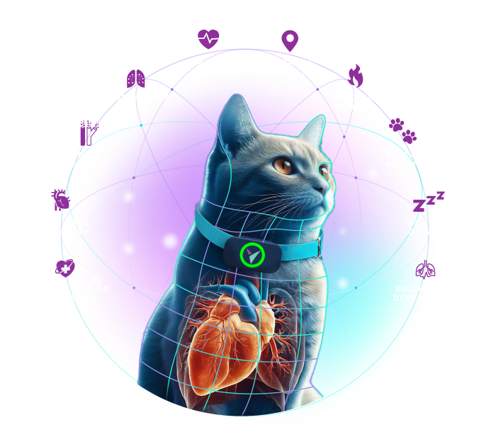 A detailed illustration of a gray cat wearing the Voyce biometric diagnostic sensor to monitor its vital signs.