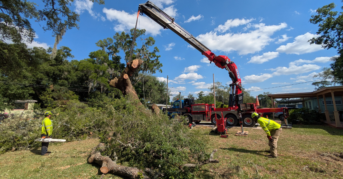 Call a Tree Removal Service to Avoid Emergencies