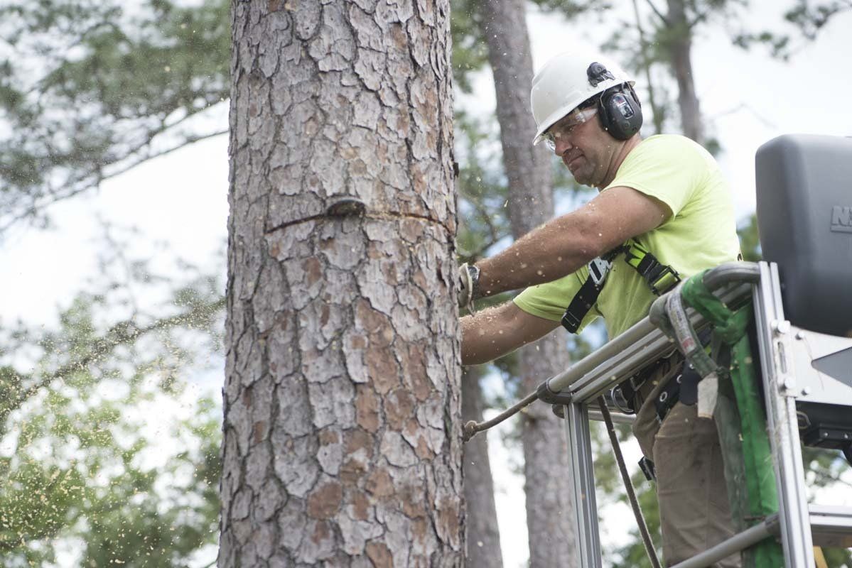 Jacksonville Tree Removal