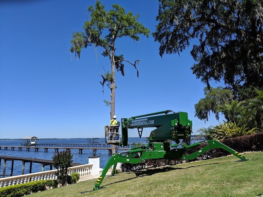 Jacksonville's Emergency Tree Service Expert