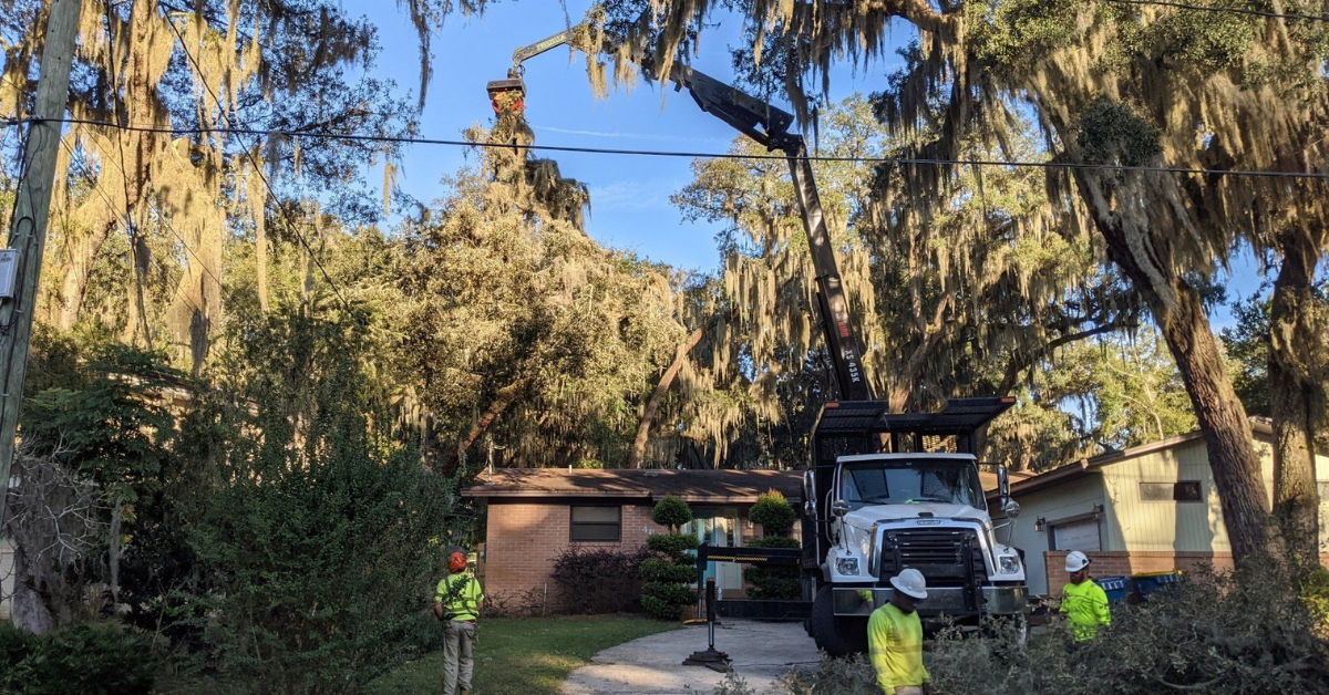 Tree Cutting Service Jacksonville FL