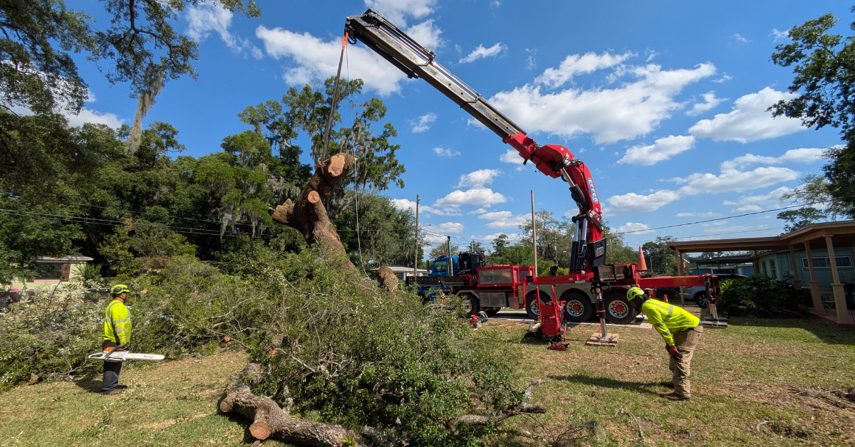 Jacksonville's Emergency Tree Service Expert