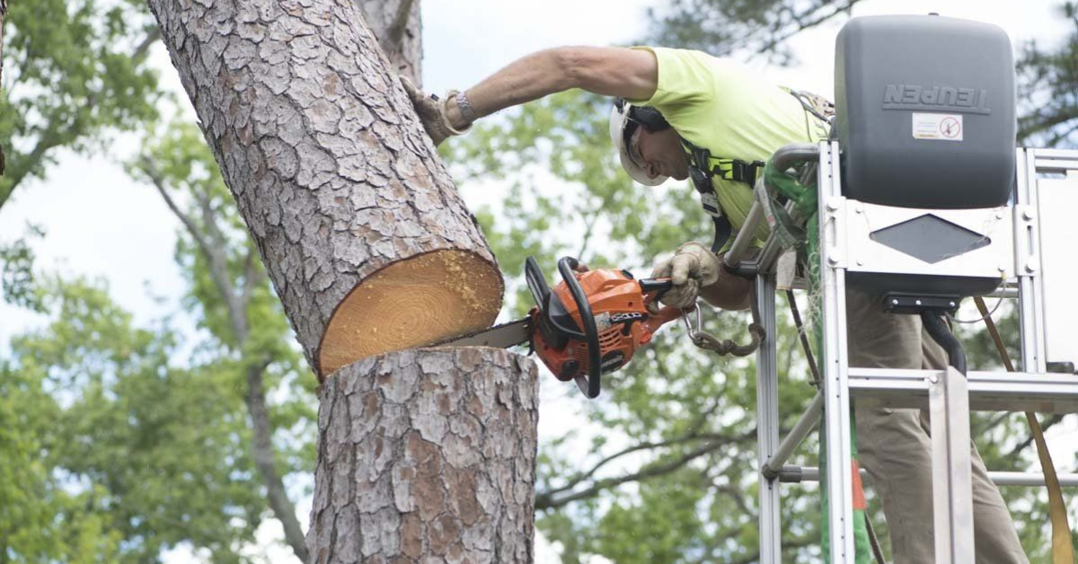 Tree Cutting Service Florida