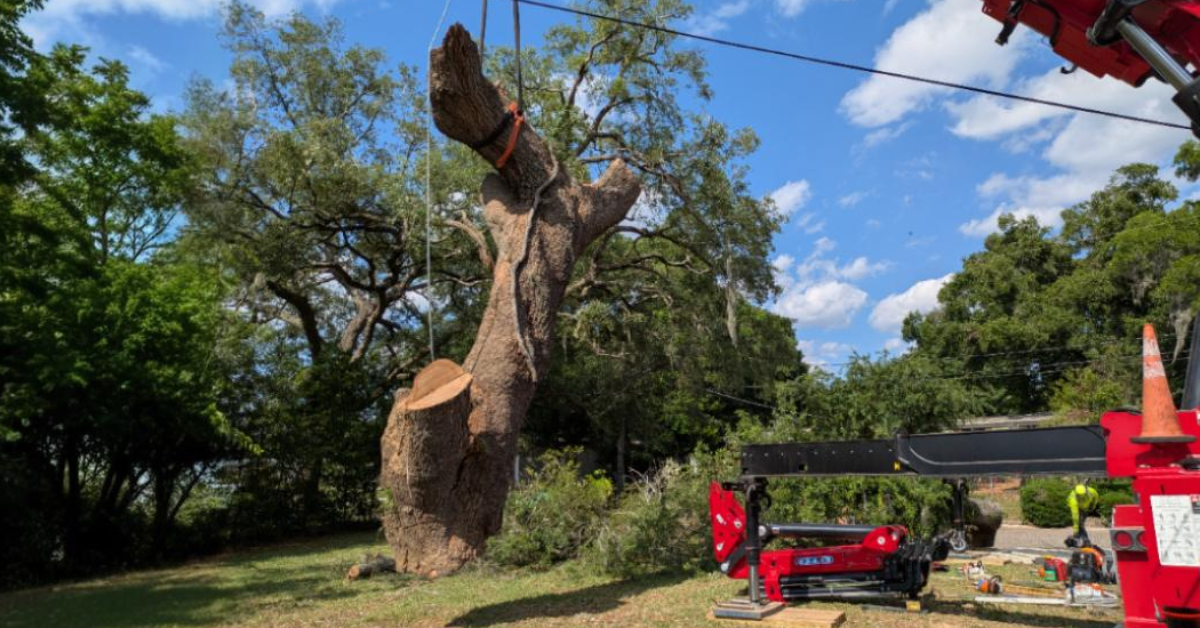 Jacksonville's Tree Trimming Experts