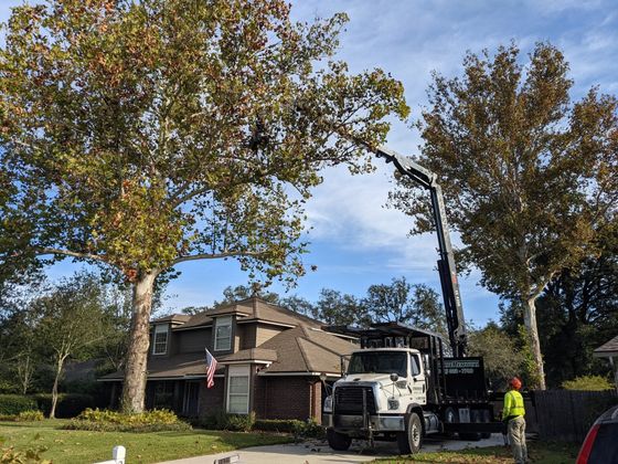 Truck with crane trimming trees near a house; blue sky.