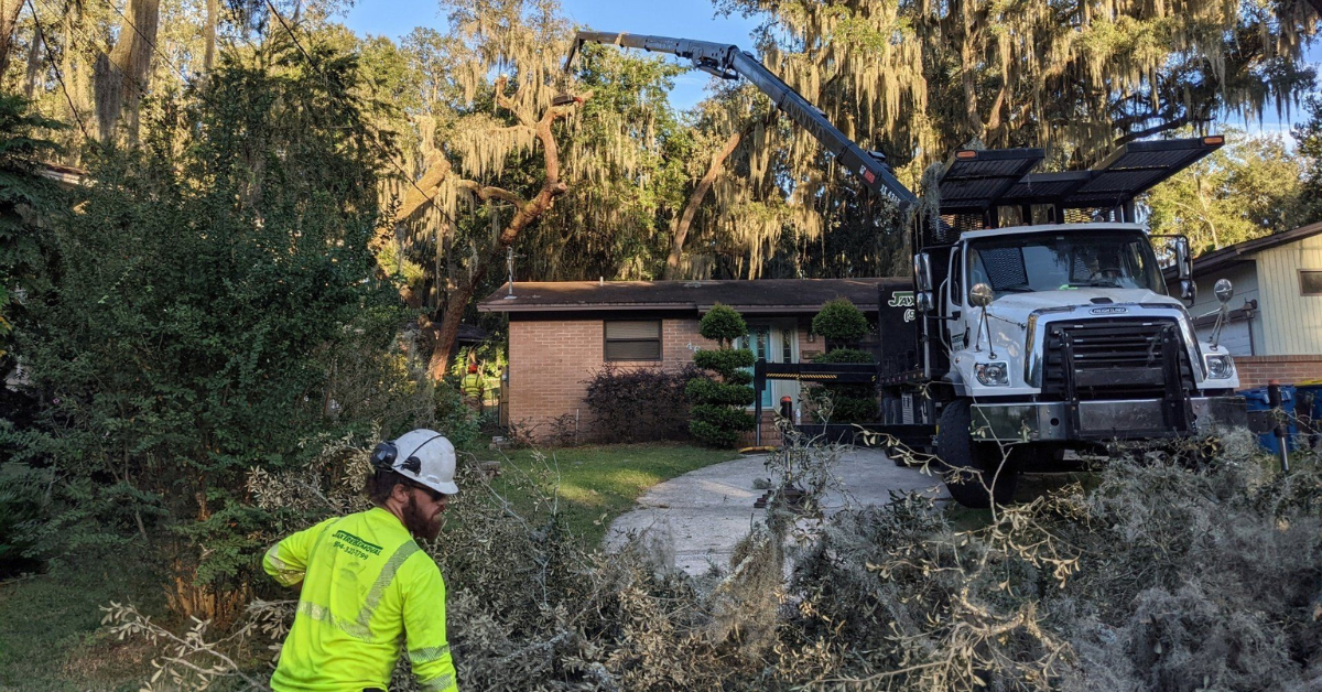 Tree Trimming & Removal Florida