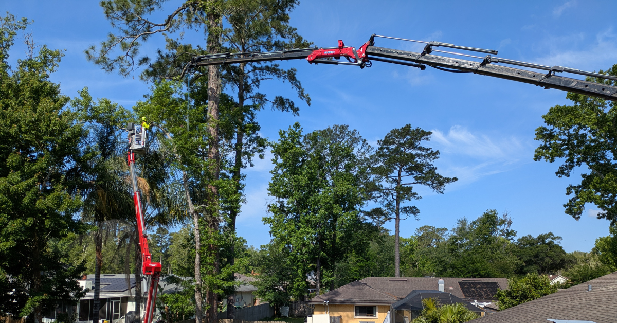 Jacksonville's Tree Trimming Experts