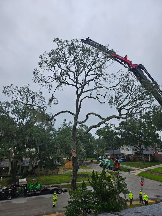 Emergency Tree Removal Near Me