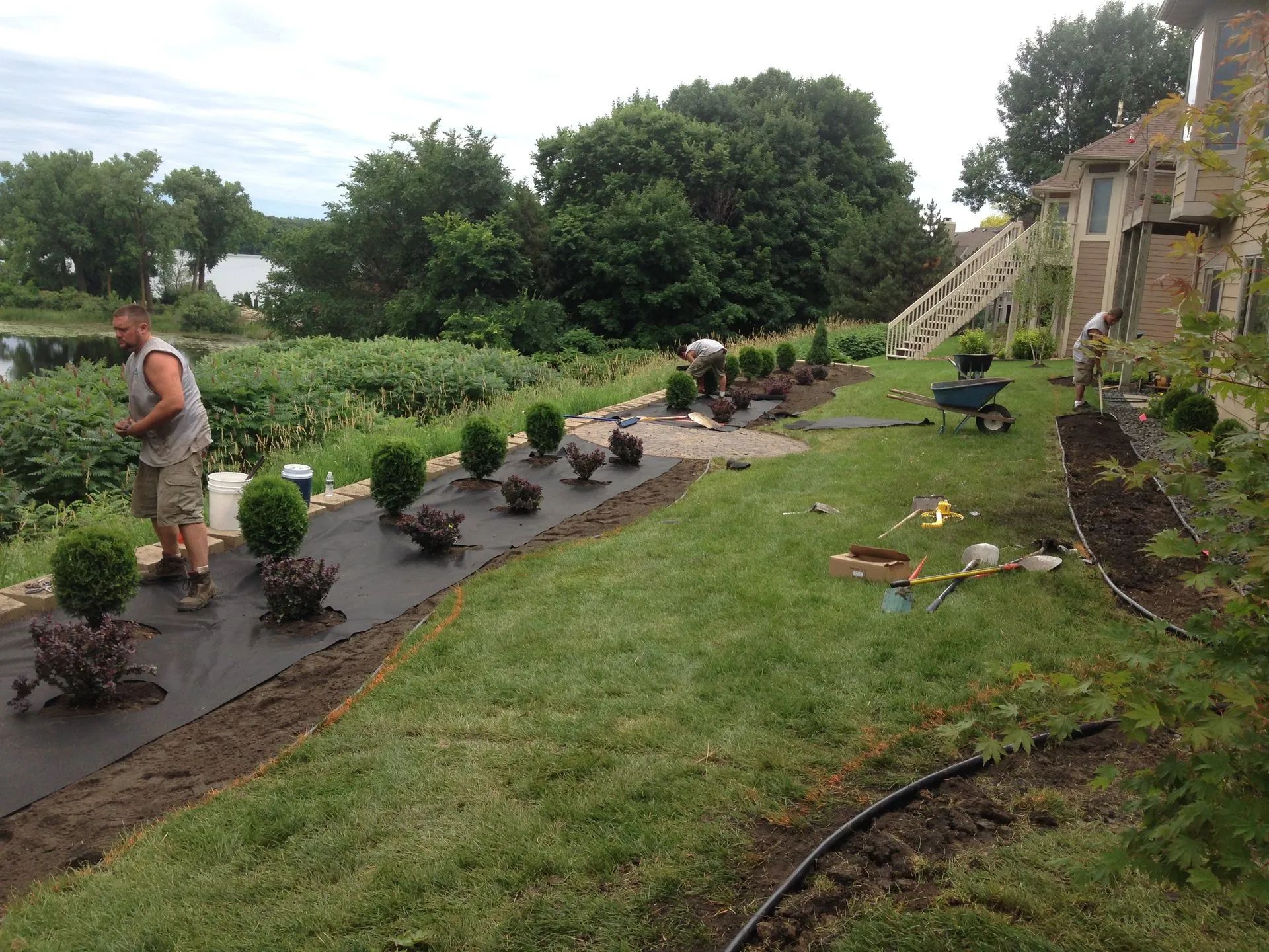 Man landscaping a yard by a body of water; planting shrubs on black fabric; green lawn, cloudy day.