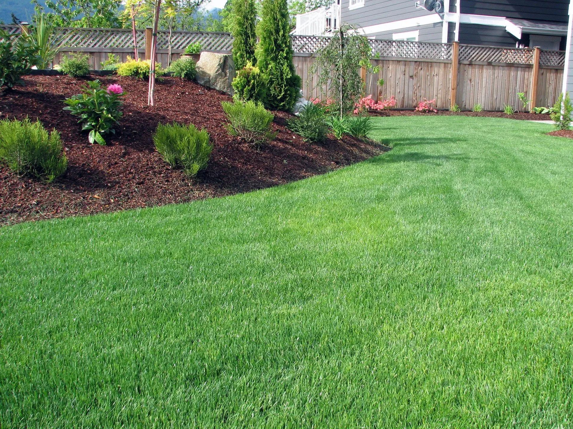 Green lawn bordered by a garden bed with mulch, shrubs, and a wooden fence in a residential setting.