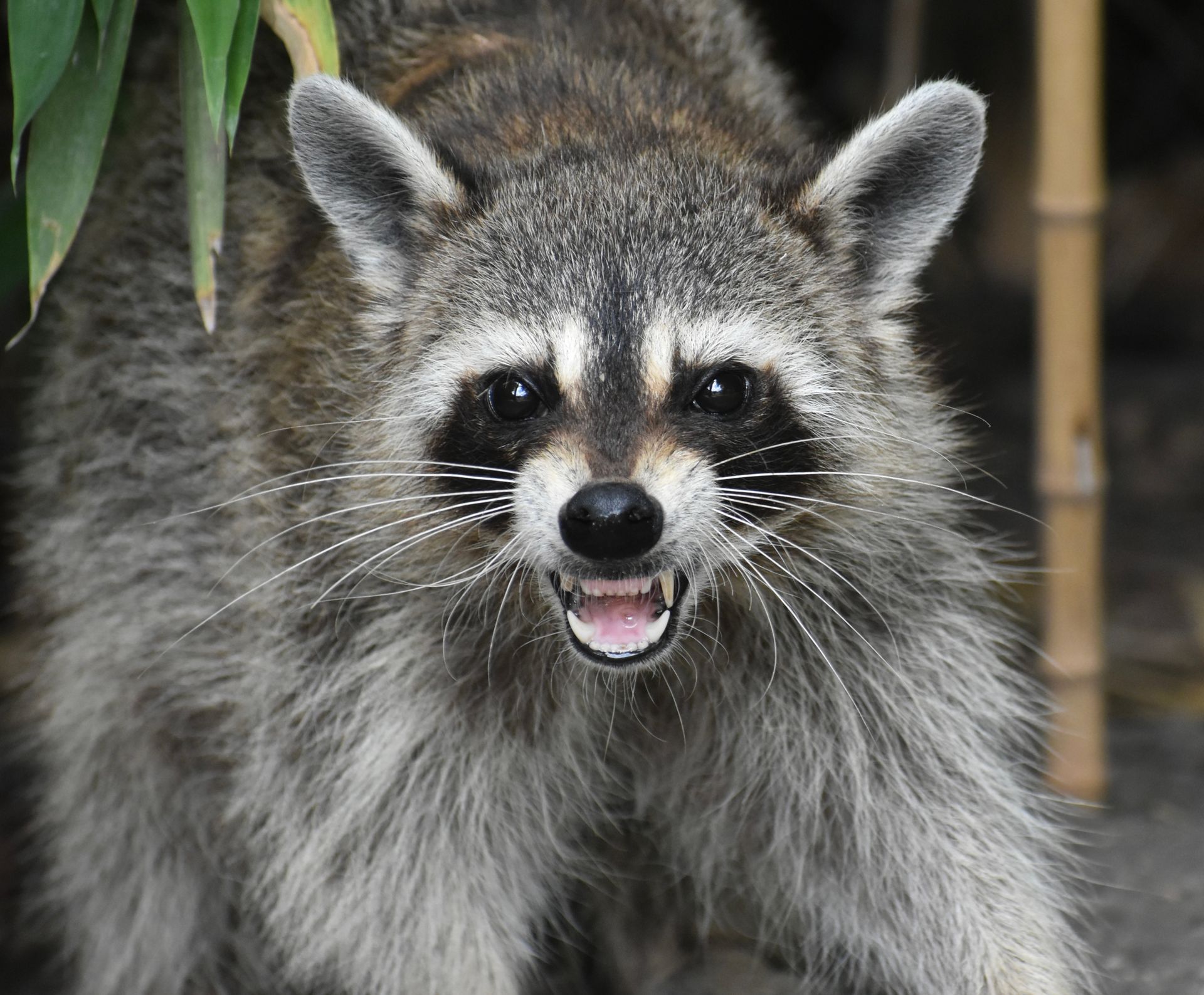 Fast and Humane Raccoon Control