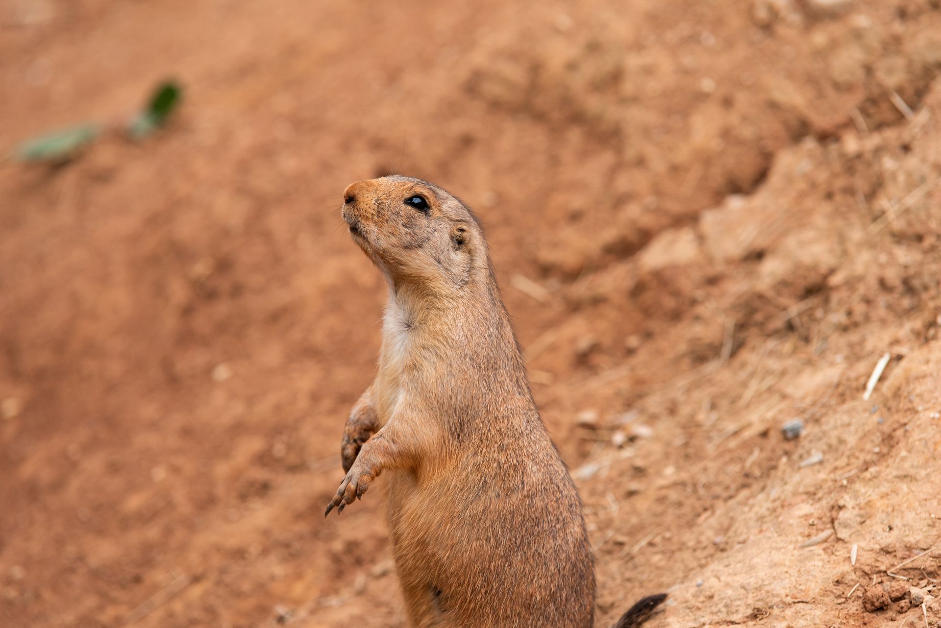 Prairie Dog Control