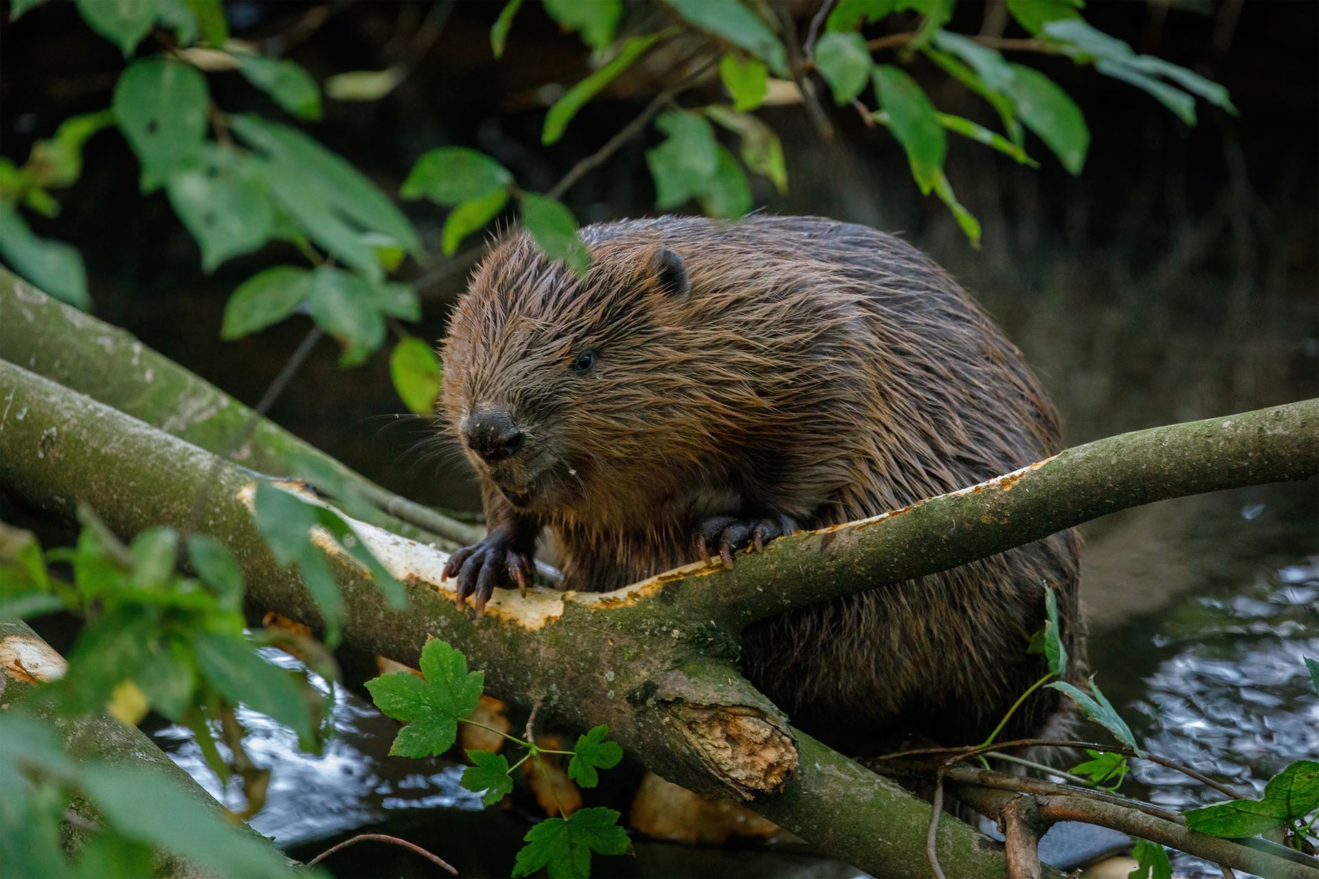 Local Beaver Control Services