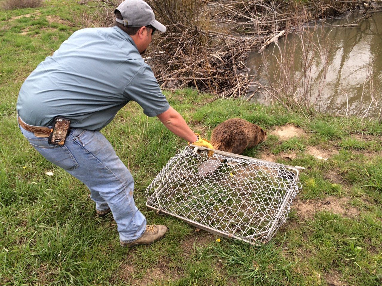 A man is holding a cage with a beaver in it.