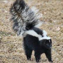 A black and white skunk with a long tail is standing in the grass.