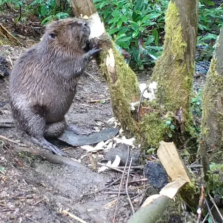 A beaver is chewing on a tree branch in the woods.