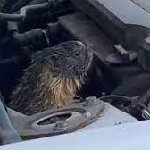 A cat is sitting in the hood of a car.