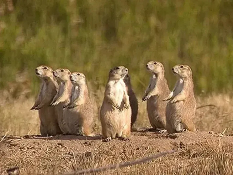 A group of prairie dogs standing next to each other on top of a dirt hill.