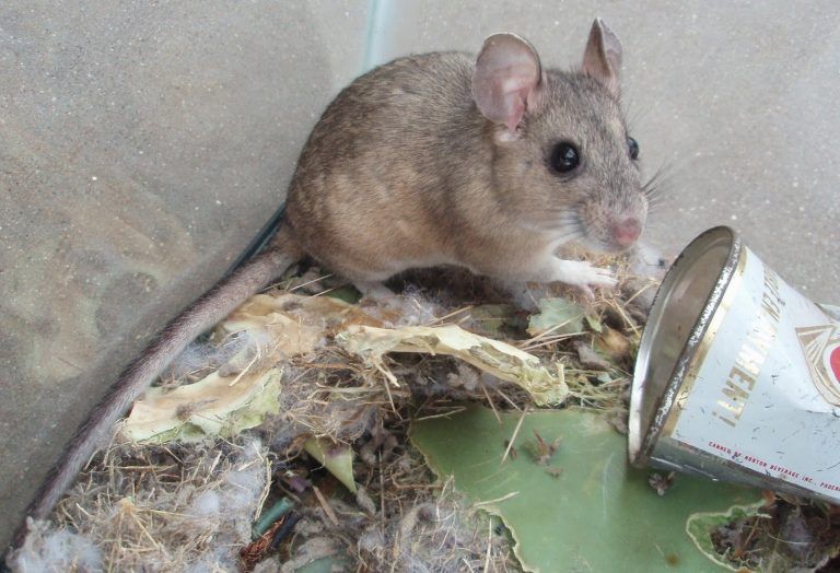 A mouse is sitting next to a can of coca cola