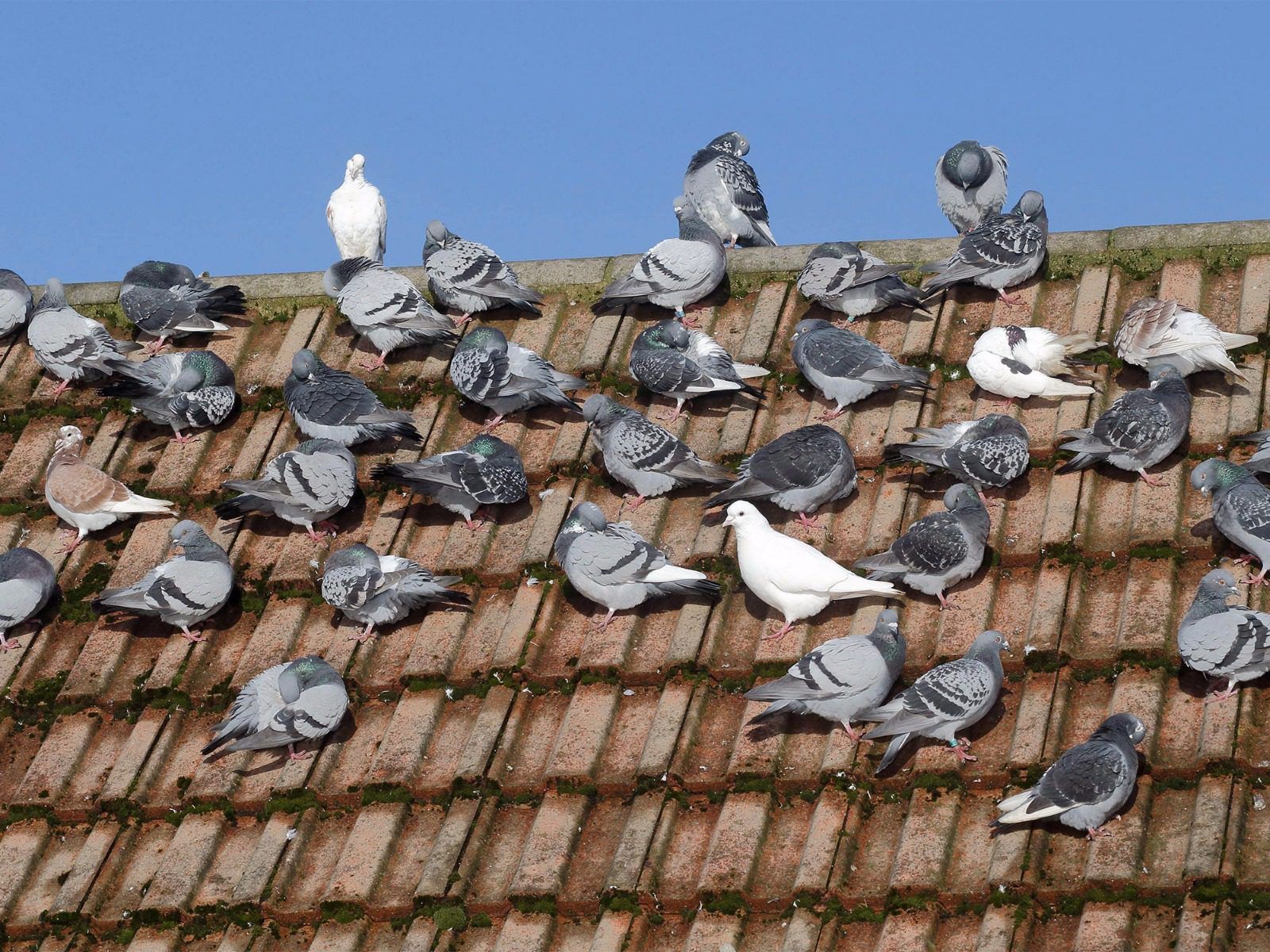 A flock of pigeons are perched on a tiled roof