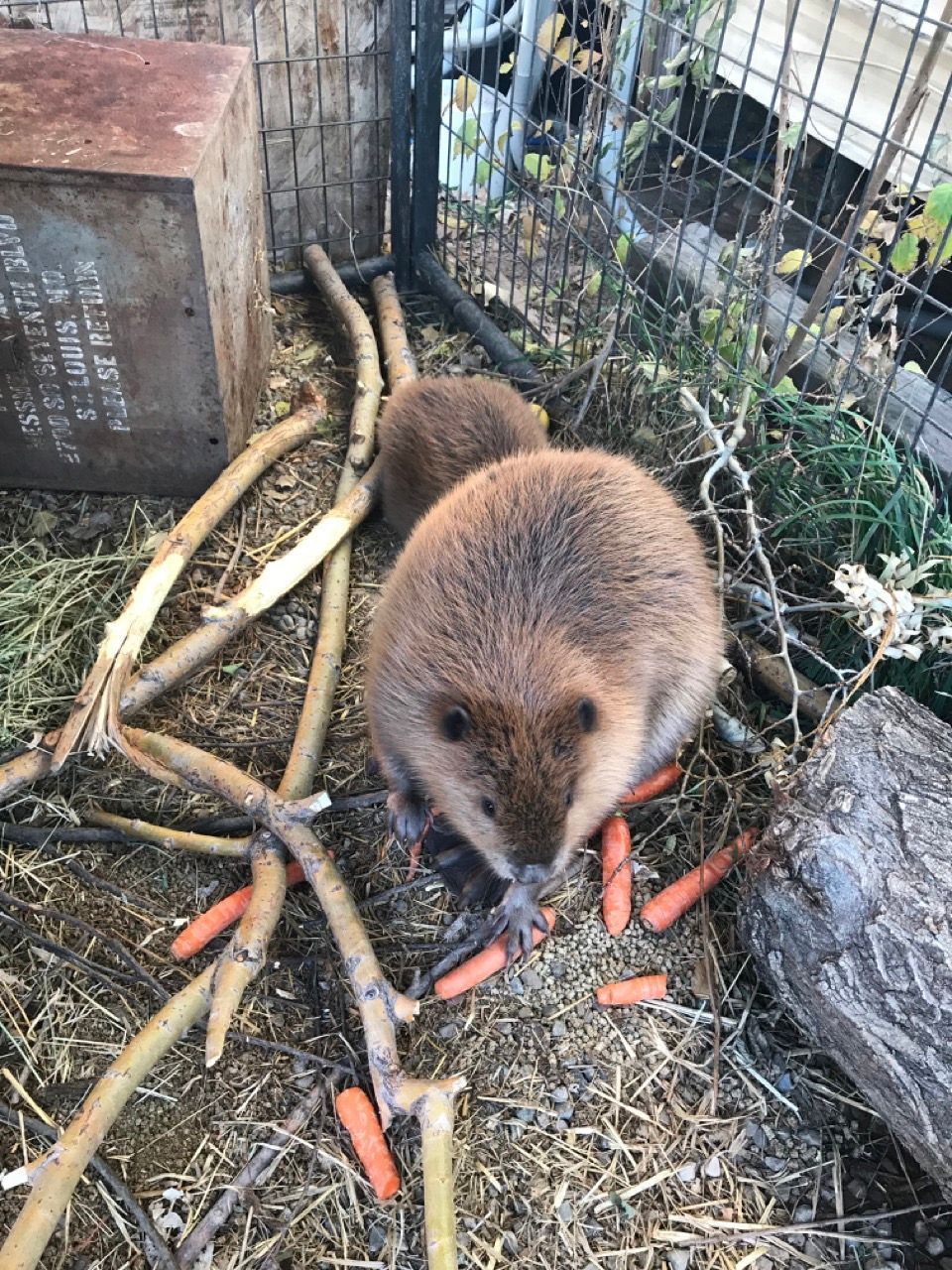 Two hedgehogs are eating carrots in a cage.