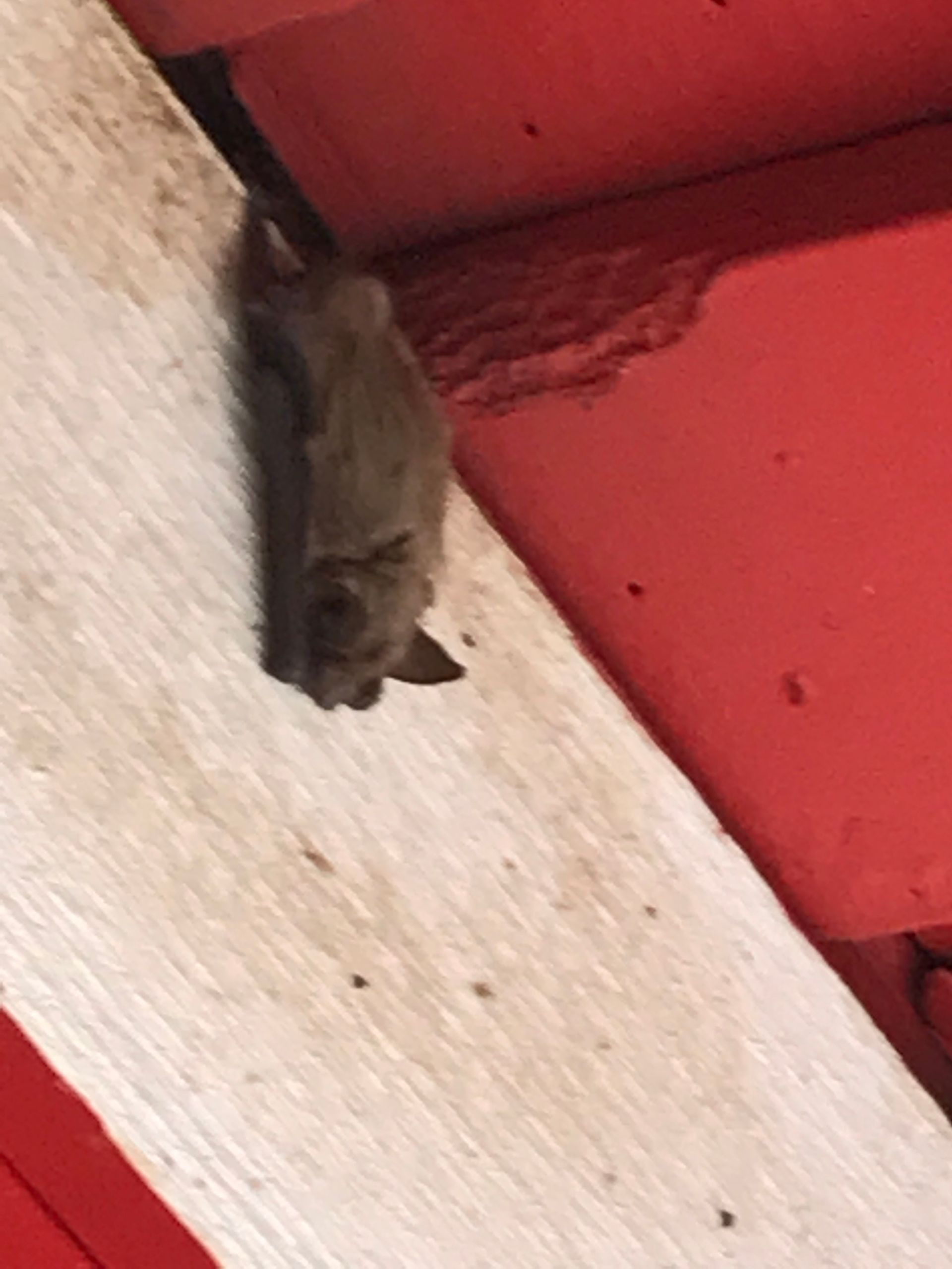 A bat is hanging from the roof of a building.