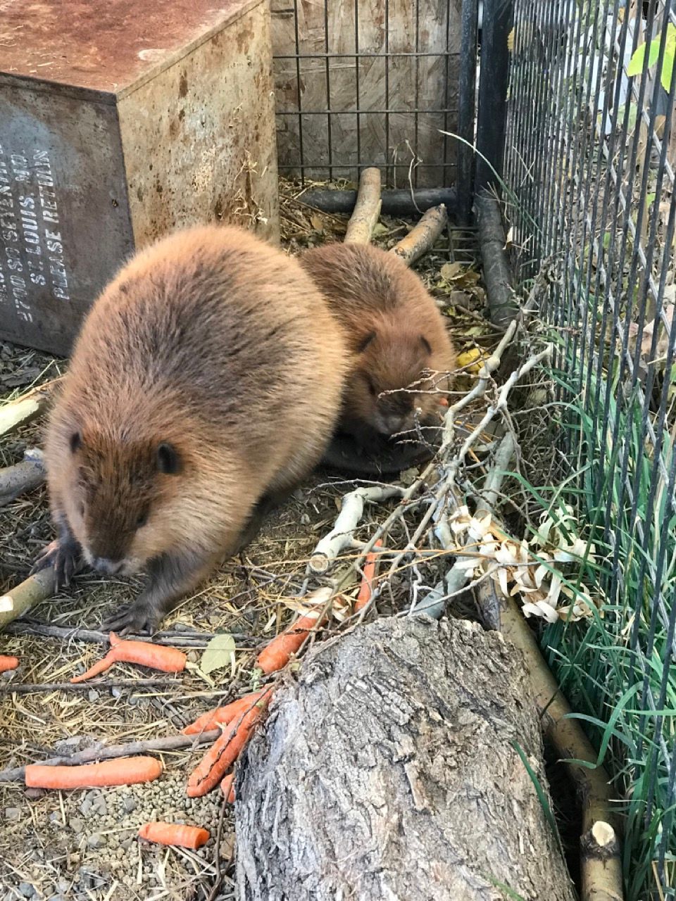 Two beavers are eating carrots in a cage.