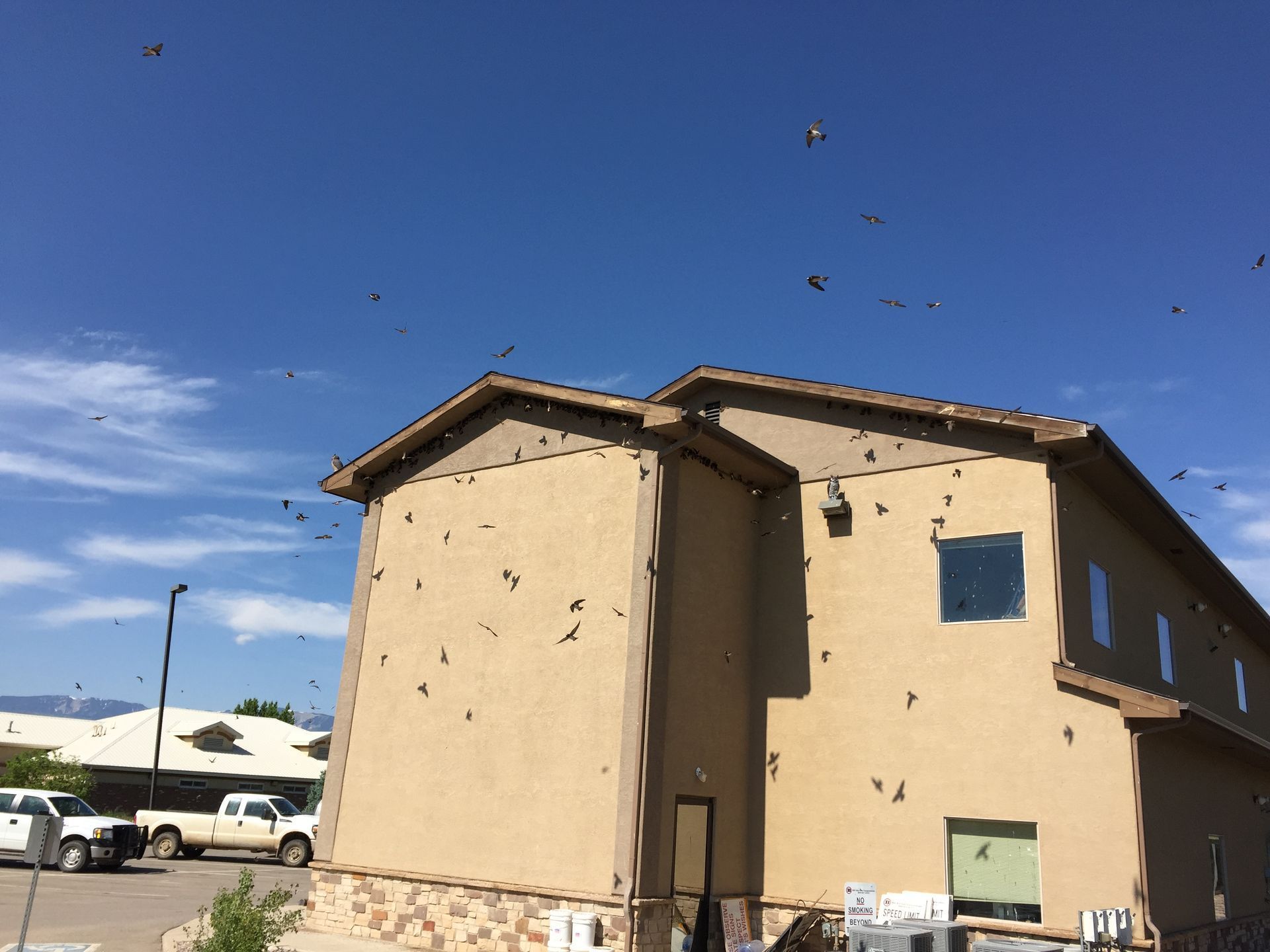 A large building with a lot of birds flying around it