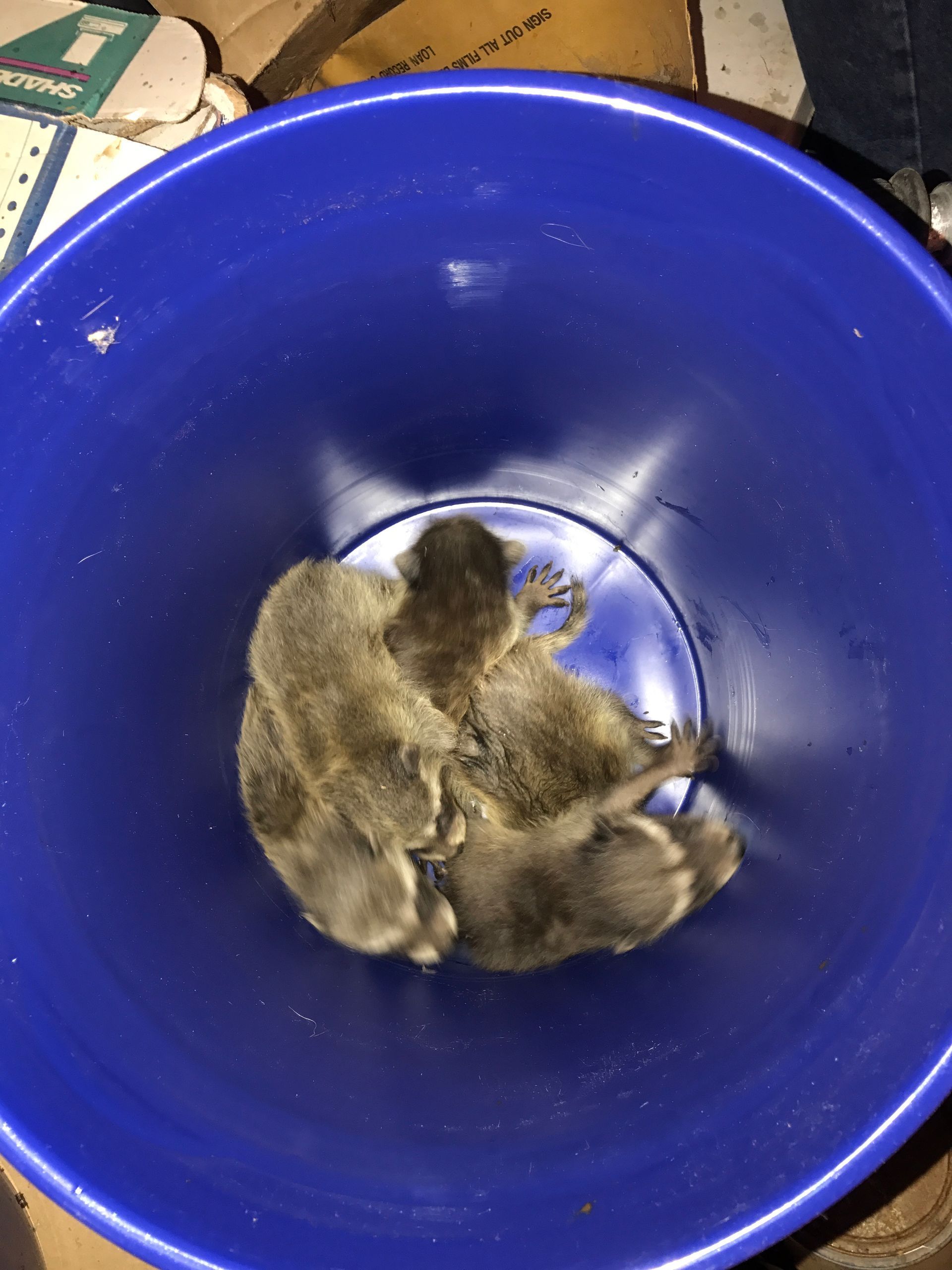 A group of squirrels are sitting in a blue bucket.