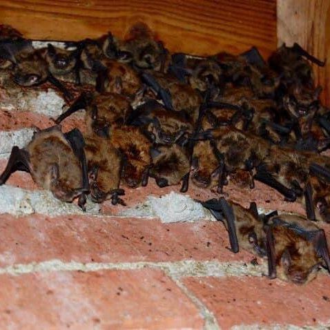 A bunch of bats are sitting on a brick wall.