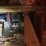 A raccoon is standing in a basement next to a cat.
