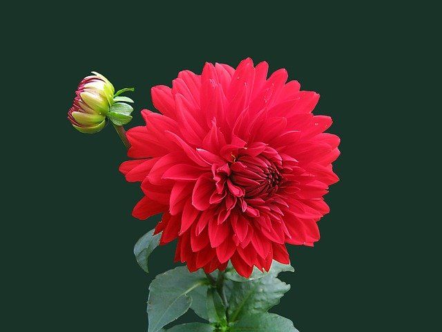 example of different color of dahlias
