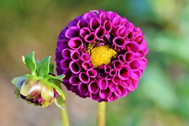 example of purple dahlia
