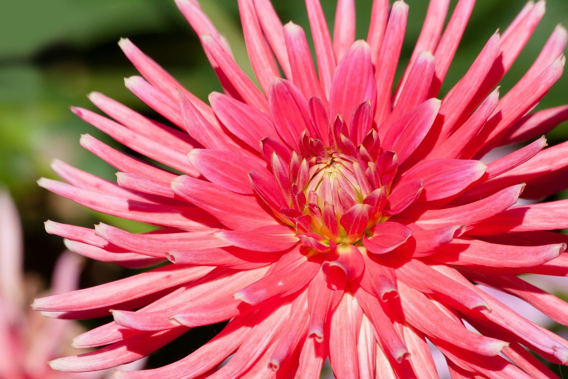 picture of dahlia example color pink