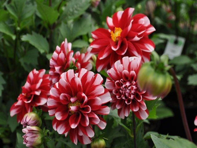 Flowers - how to plant dahlia bulbs blog by the dahlia expert