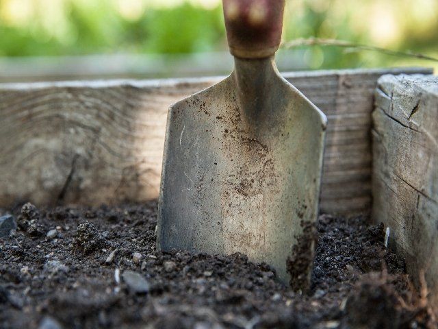 Gardening shovel - How to plant dahlia bulbs in your garden blogs by Dahlia Expert
