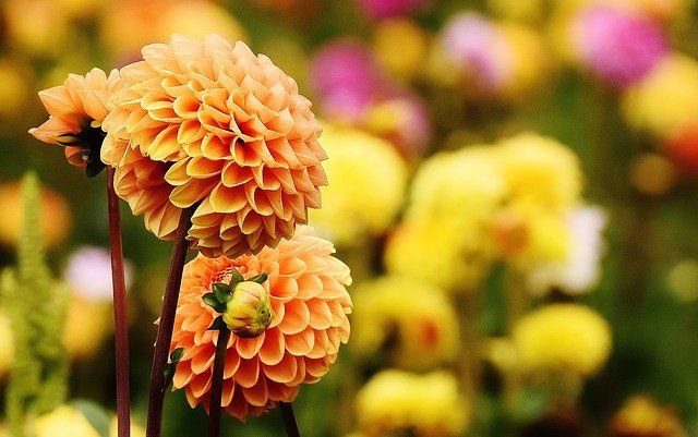 flower of guide to grow dahlias