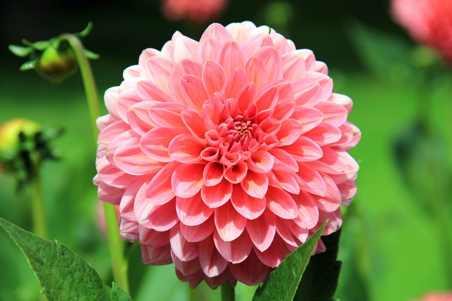 Dinner Plate Dahlias